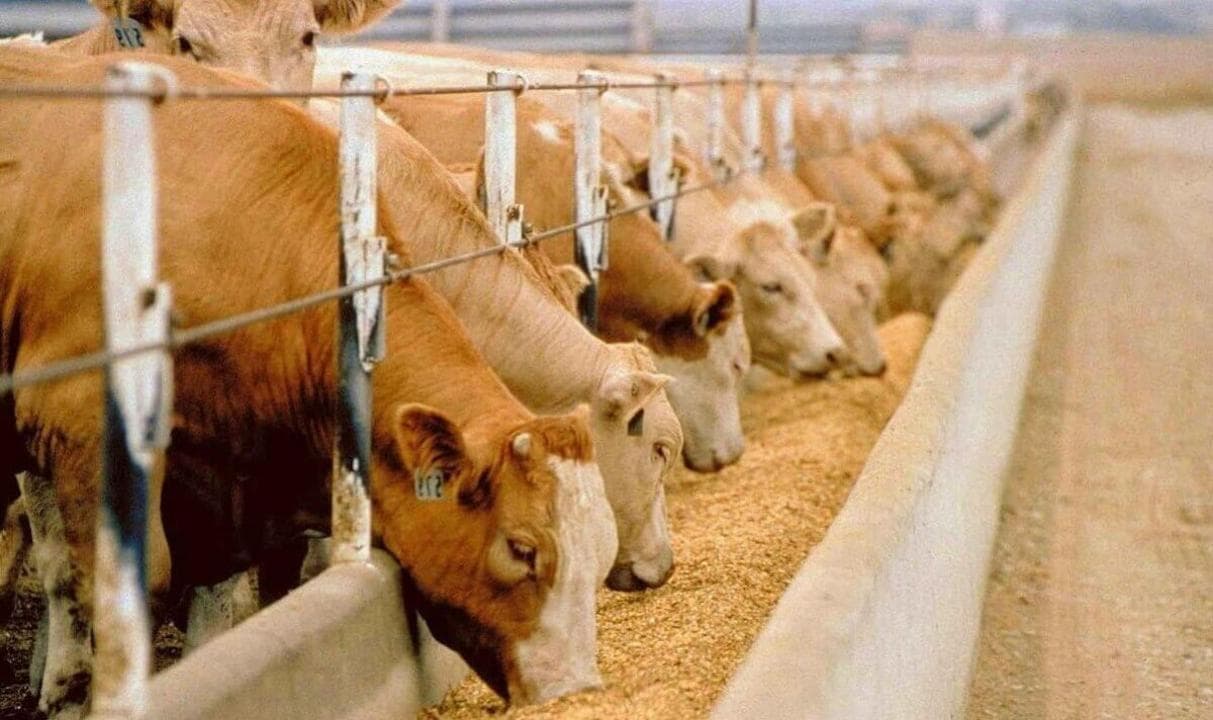Tajikistan boosts meat output in farm sector in 1Q2026